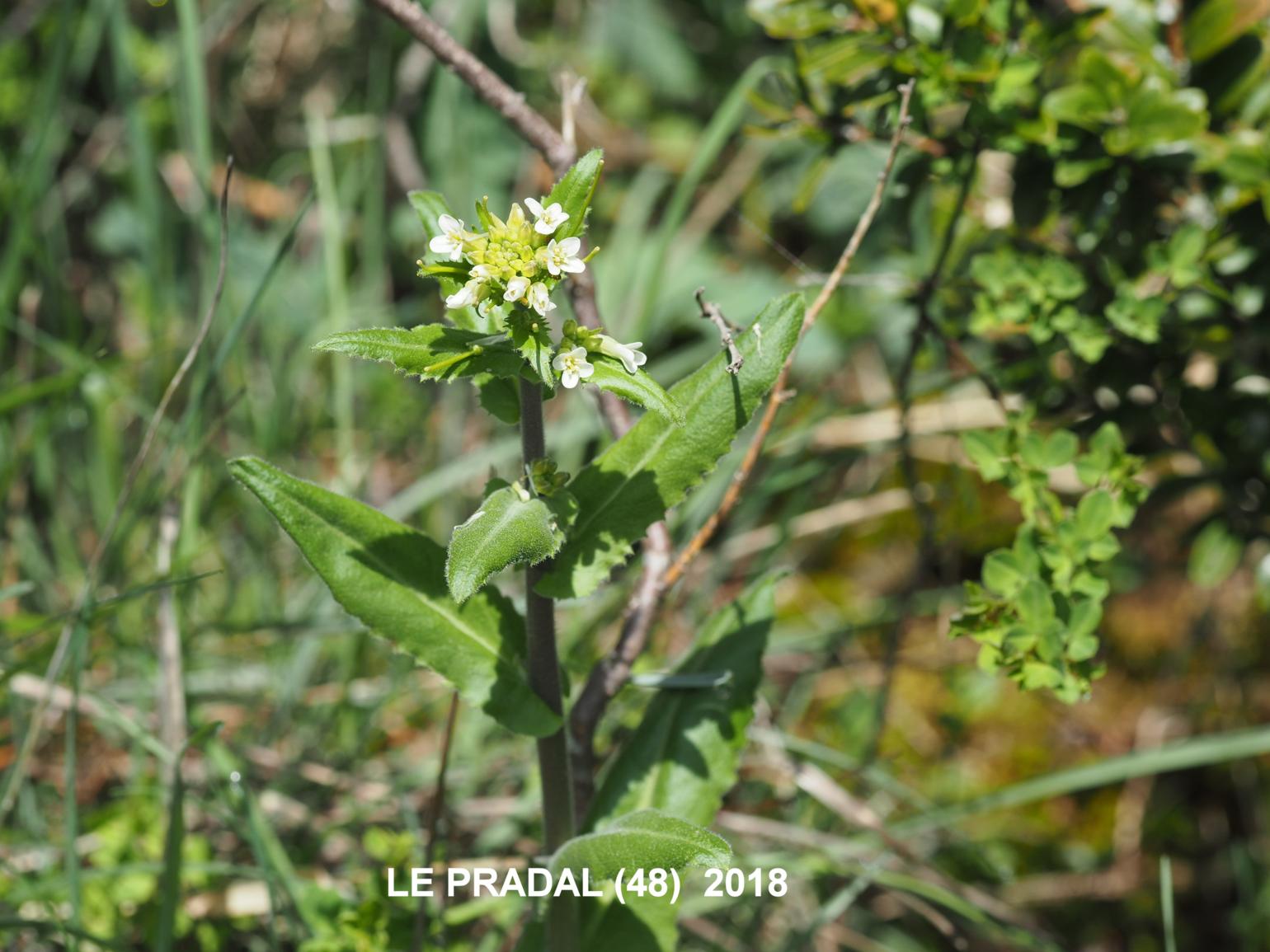 Rock-cress, [Eared]